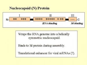 N 蛋白結構模式