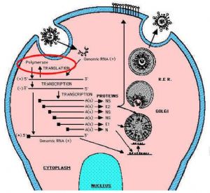 图 4.冠状病毒细胞内复制模式图