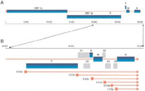 圖 5.USCDC 基於 Urbani 冠狀病毒株基因組結構分析圖