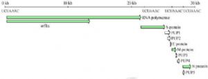 圖 7.中科院基因組中心基於 BJ01 冠狀病毒株基因組結構分析圖