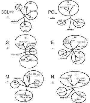 圖 9. USCDC 基於冠狀病毒主要編碼蛋白氨基酸序列的系統發生樹