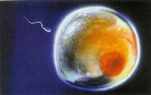 精子與卵子相遇 