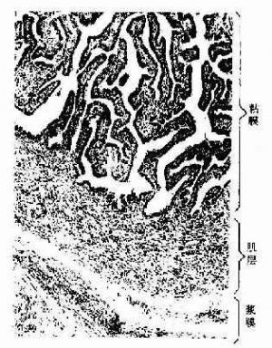 输卵管浆膜由间皮和富含血管的疏松结缔