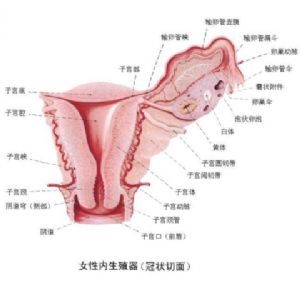 女性内生殖器 冠状切面