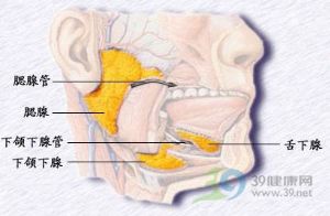 腮腺_注解,腮腺是什么,解剖学,口腔科_医学百科