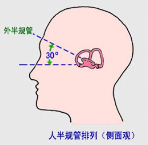 外周前庭
