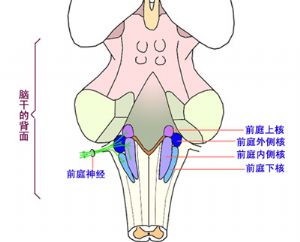 前庭2009年07月22日修订版_医学百科