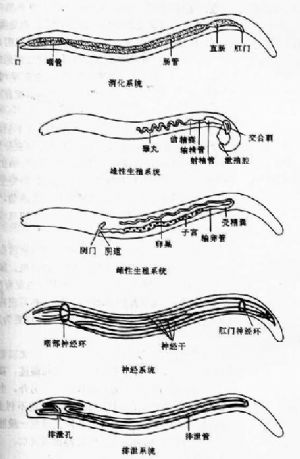 cn/app/线虫(nematode),亦称圆虫(roundworm).
