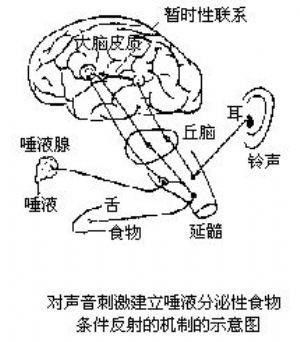 条件反射_注解,条件反射是什么,生物学_医学百科