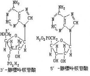 腺嘌呤核苷酸