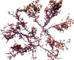 石花菜 石花菜的来源 性味归经 功效及主治 药理作用 食疗功效 医学百科