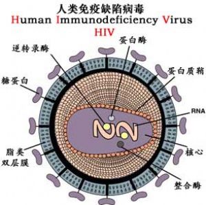 人类免疫缺陷病毒 HIV