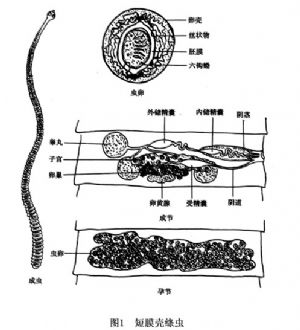 绦虫未成熟节片结构图片