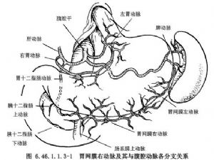 胃网膜右动脉解剖图图片