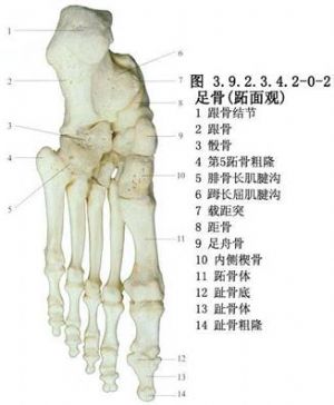 游离足趾移植手指再造术_拼音,英文_医学百科