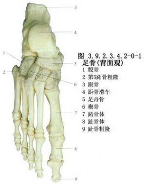 2-0-2),在长轴上互以跖骨间隙相隔,第1跖骨比其他跖骨短而粗,第2跖骨