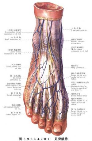 游离足趾移植手指再造术
