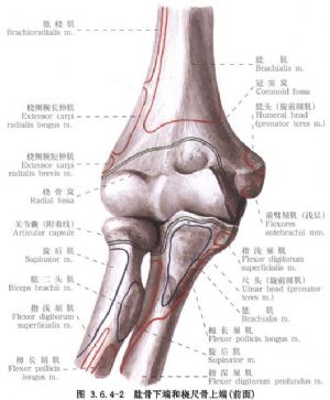 环状韧带2别名桡骨小头脱位切开复位和环状韧带重建术1手术名称https