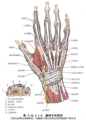 伸腕伸指功能重建