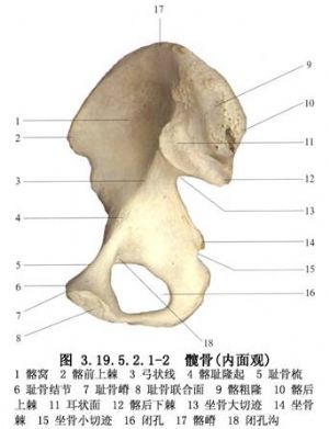 salter髂骨截骨术用于先天性髋关节脱位的手术治疗.