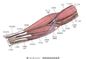 桥臂解剖图图片