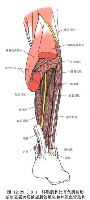 胫骨后肌,腓骨长肌,踇长屈肌腱后置术