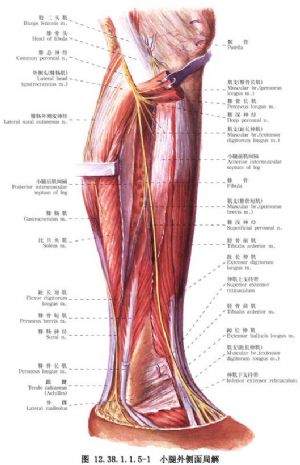 趾长87长屈肌腱前移治疗痉挛性足下垂和恢复背屈
