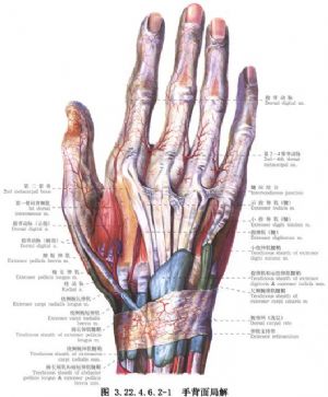 食指解剖图图片