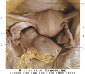 全子宫切除范围及解剖关系见下图(图11.1.4.1.3.5.2-1～11.1.4.1.3.