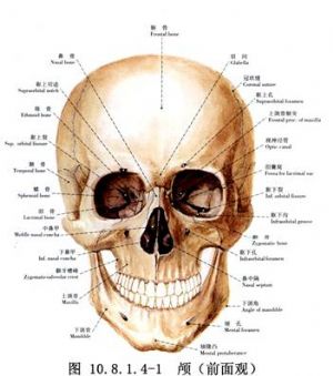 上颌骨lefortⅡ型截骨前移术_上颌骨畸形的手术矫正,手术,口腔科手术