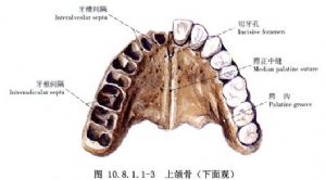 上颌骨前份截骨后移术_上颌骨畸形的手术矫正,手术,口腔科手术,正颌