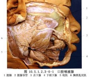 腮腺导管由于外伤或手术等原因,造成的导管损伤或缺损都会形成腮漏.