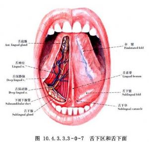 舌的应用解剖:舌是一肌性器官,前2/3为舌体,后1/3为舌根,前后以轮廓