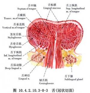 咽前入路法舌根部良性肿瘤切除术
