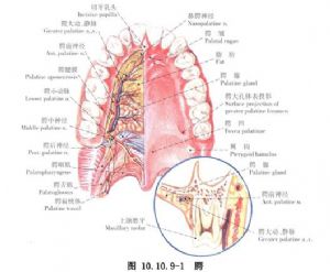 腭裂双反向z字交叉法修补术