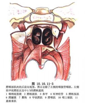 腭裂手术治疗的目的在于改善发音,经过许多学者长期的探索,在重建腭