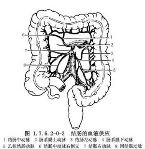 mpia 词条正文右半结肠的血液供应(图1.7.6.