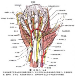 环指浅屈肌腱移位重建拇指对掌功能