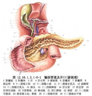 肝门肠吻合术_手术_医学百科