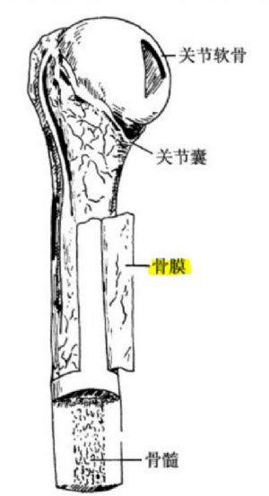骨的构造-骨膜