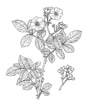 中药十姊妹的原植物七姊妹