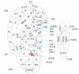 额_额穴的位置、功效与作用、主治、刺灸法_医学百科