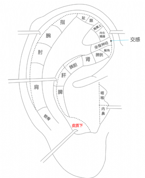 耳穴·皮质下的位置