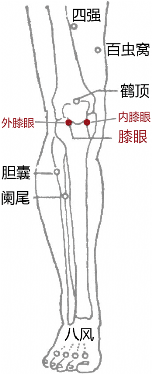 经外奇穴——膝眼的位置（在内侧的为内膝眼，在外侧的为外膝眼）