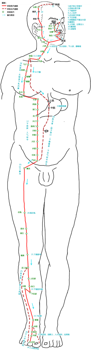 足陽明胃經腧穴及循行路線