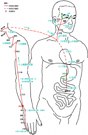 养老穴在手太阳小肠经中的位置.png