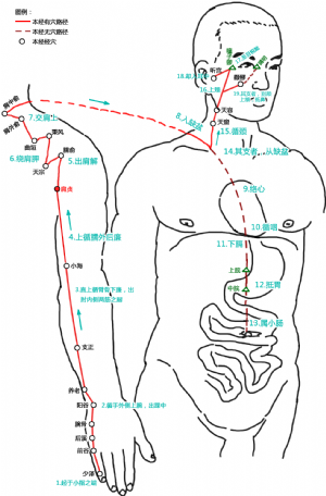 肩贞 肩贞穴的位置 功效与作用 主治 刺灸法 医学百科