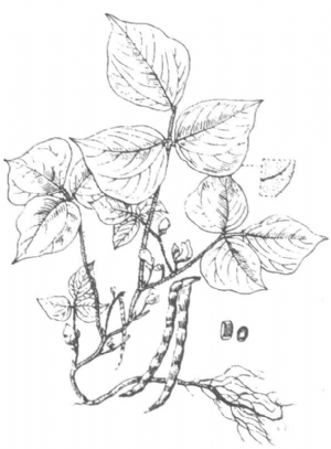 赤豆原植物