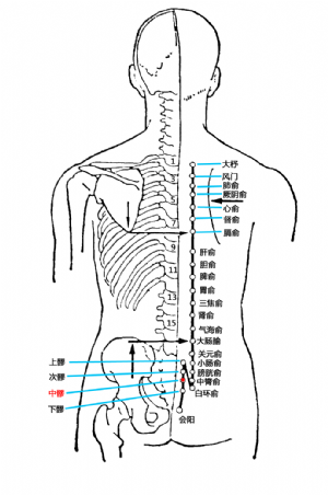中髎_中髎穴的位置、功效与作用、主治、刺灸法_医学百科