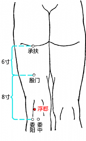 浮郄穴在大腿的位置